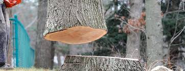 How Our Tree Care Process Works  in  Taylorville, IL
