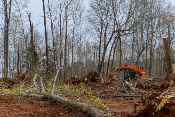 Best Hazardous Tree Removal  in Taylorvle, IL