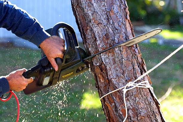 Taylorville, IL Tree Care Company