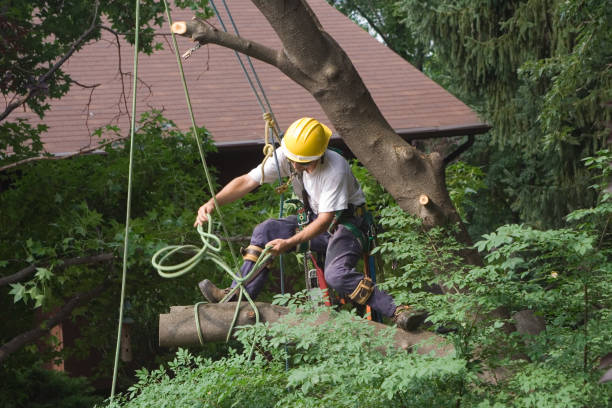 Best Pest Control for Lawns  in Taylorvle, IL