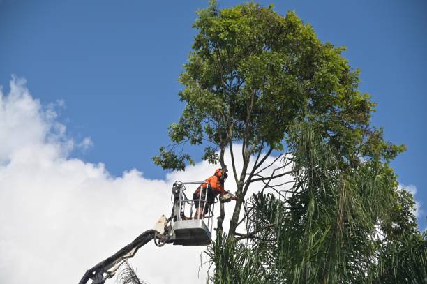 Best Root Management and Removal  in Taylorvle, IL