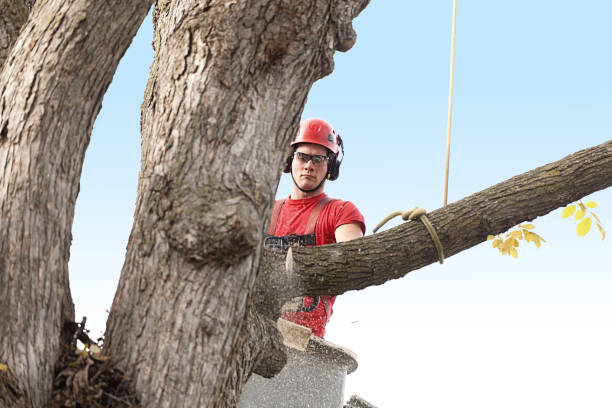 Best Tree Health Inspection  in Taylorvle, IL